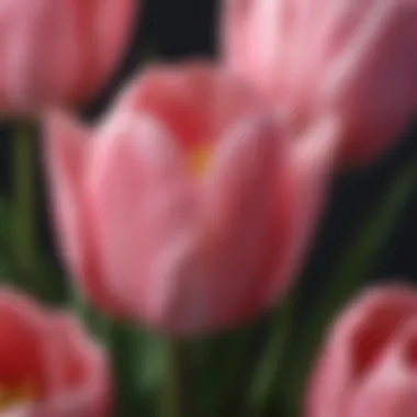 Close-Up of High-Quality Pink Faux Tulips Close-up of high-quality pink faux tulips showcasing texture and detail